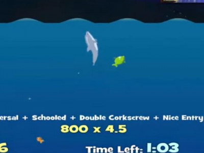 Dolphin Olympics Dolphin Olympics